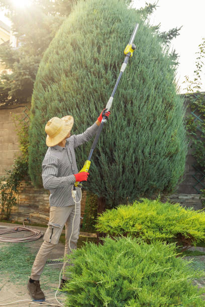 Best Sod Installation  in Lakeshire, MO